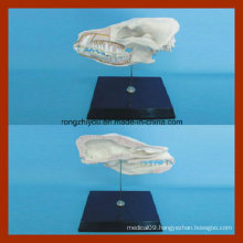 Education Model Dog Half Skull Model